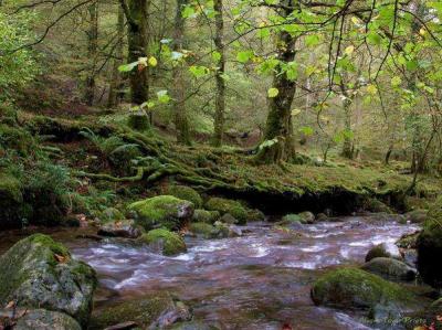 RESERVA NACIONAL DE SAJA.